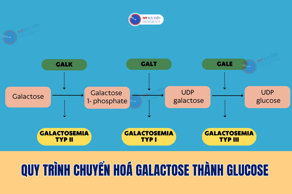 quá trình chuyển hoá galactose thành glucose