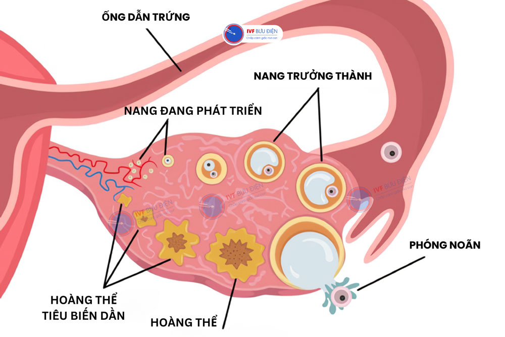 quá trình phát triển của nang trứng