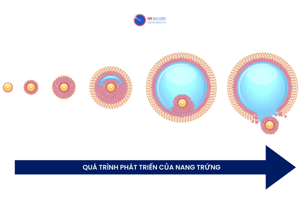 Kích thước trứng bao nhiêu thì tiêm rụng trứng