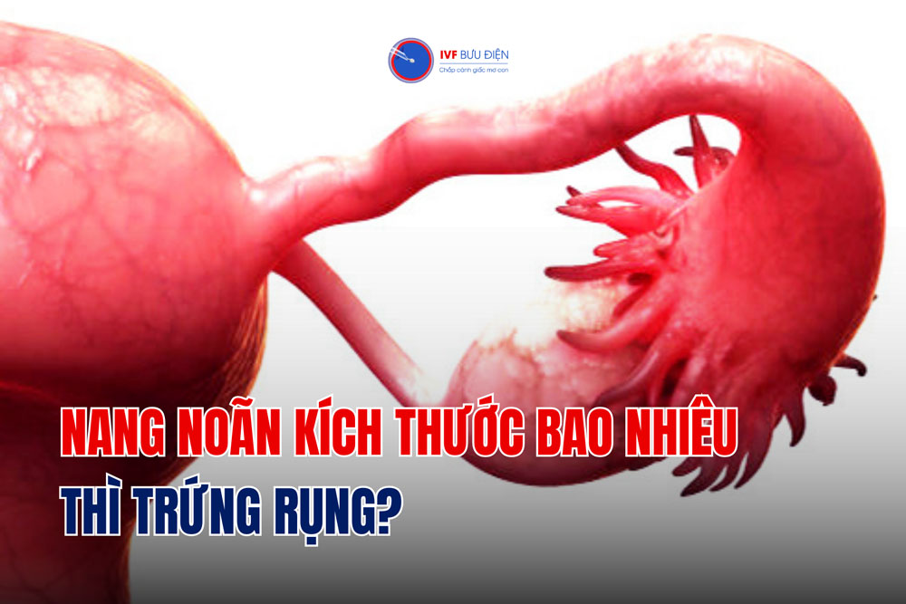 Nang noãn kích thước bao nhiêu thì trứng rụng?