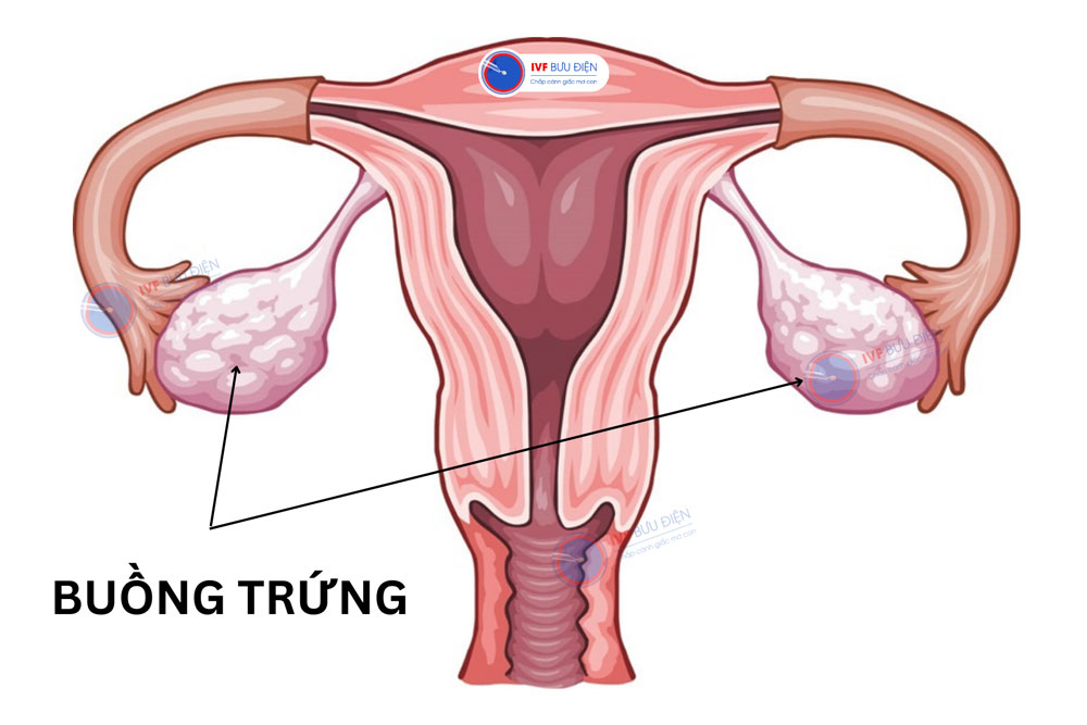 Buồng trứng có vai trò đặc biệt quan trọng đối với sinh sản phụ nữ