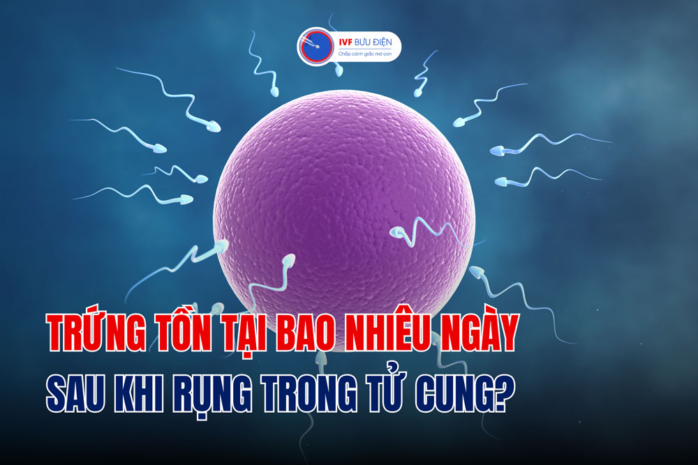 Trứng tồn tại bao nhiêu ngày sau khi rụng trong tử cung?