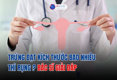 Trứng đạt kích thước bao nhiêu thì rụng? Bác sĩ giải đáp