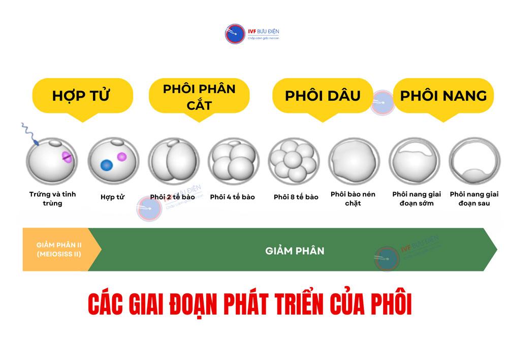 Các giai đoạn phát triển của phôi