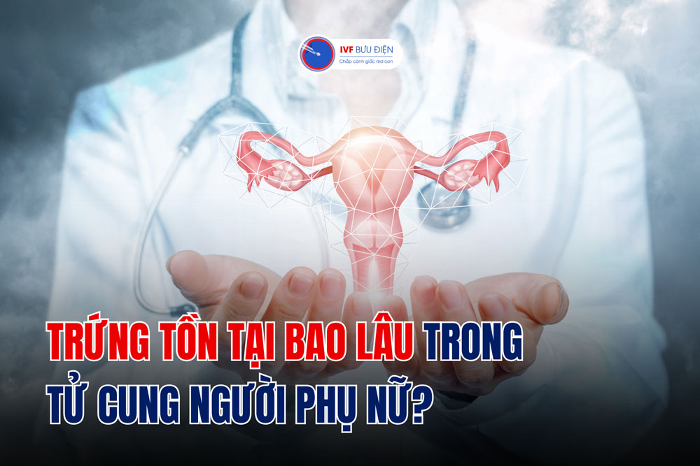 Trứng tồn tại bao lâu trong tử cung người phụ nữ?