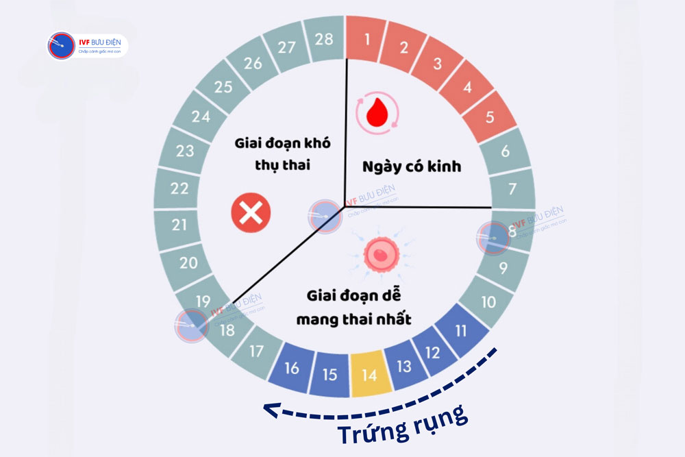 Bệnh nhân đa nang gặp khó khăn trong việc tính toán ngày rụng trứng để quan hệ