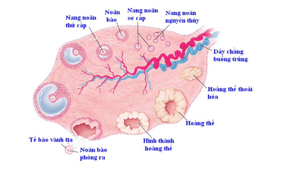 Hình ảnh u nang cơ năng 