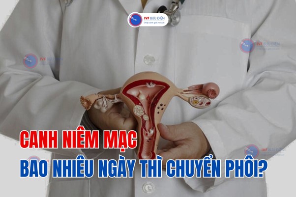 Canh niêm mạc bao nhiêu ngày thì chuyển phôi?