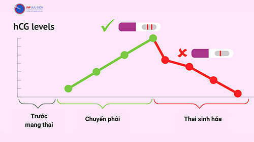 Thai sinh hóa là hiện tượng gì? Khám phá những điều thú vị và cần biết