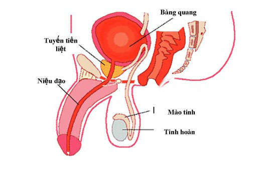 Nhiễm trùng đường tiểu có nguy hiểm không?