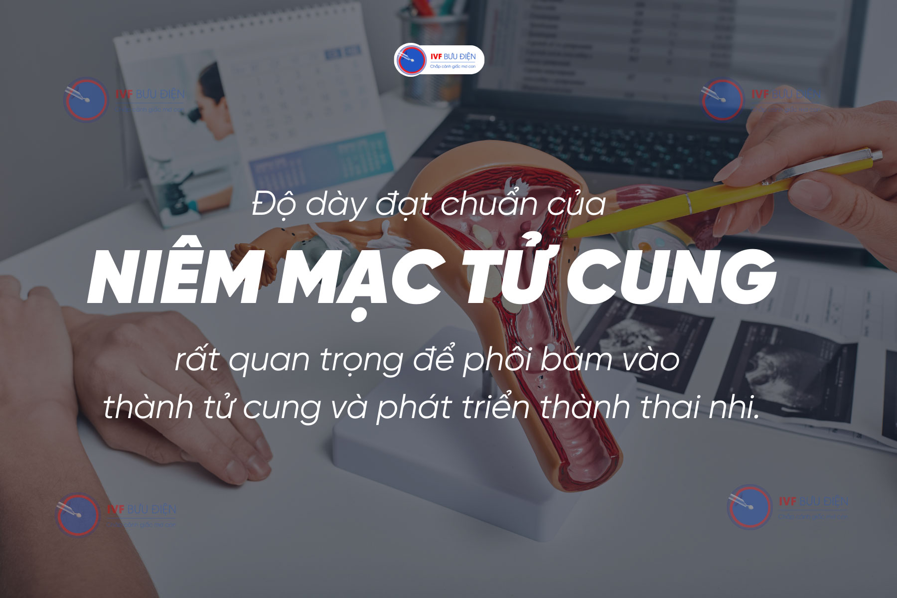 Niêm mạc tử cung có vai trò quan trọng giúp phôi ngày 5 làm tổ thành công