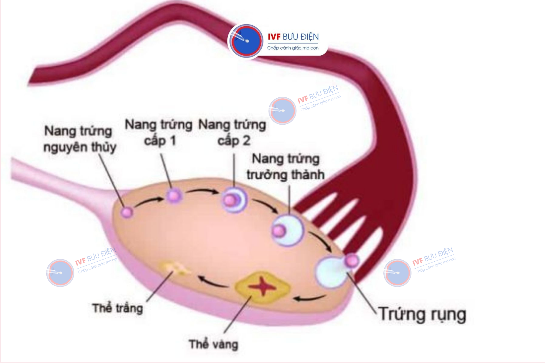 Quá trình rụng trứng của người phụ nữ