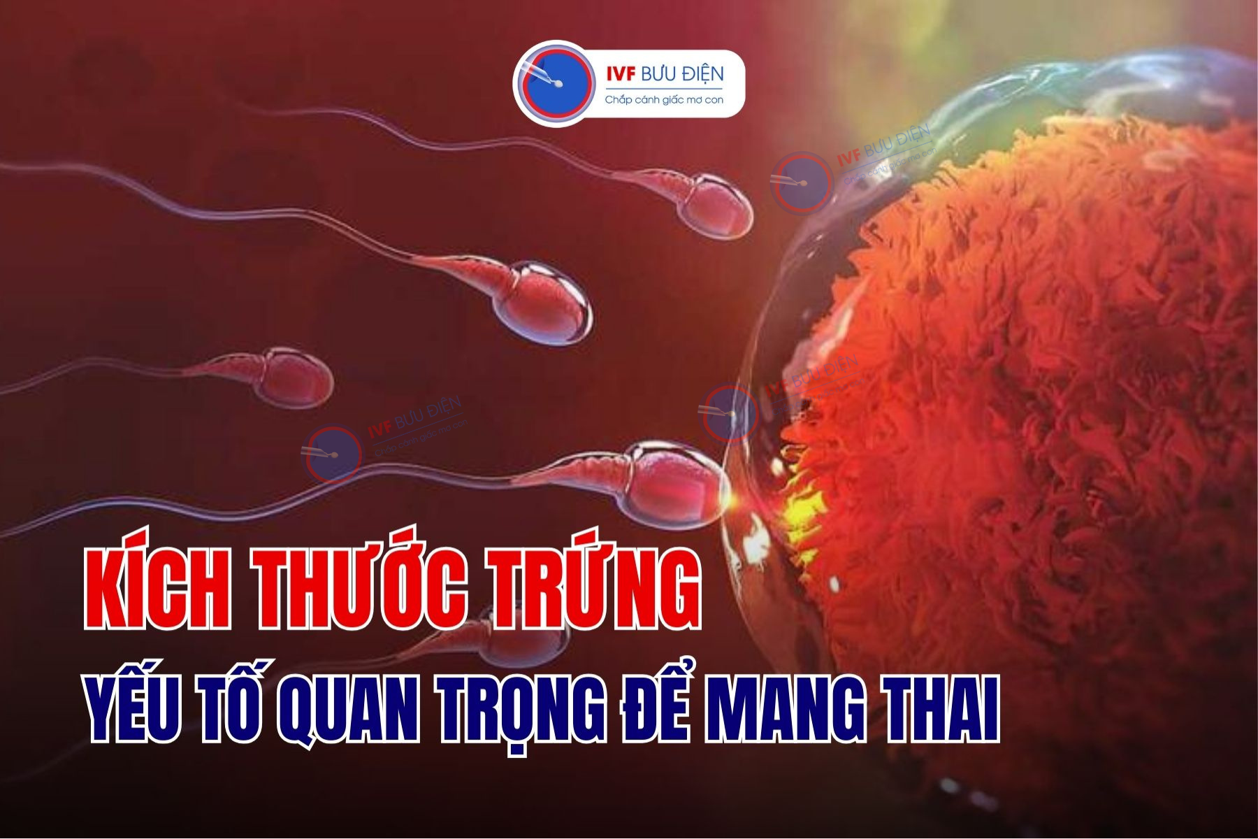 Kích thước trứng: 1 yếu tố quan trọng quyết định khả năng thụ thai