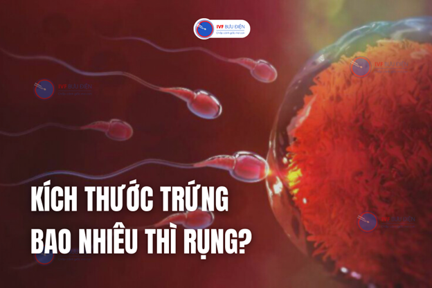 Kích thước trứng bao nhiêu thì rụng?