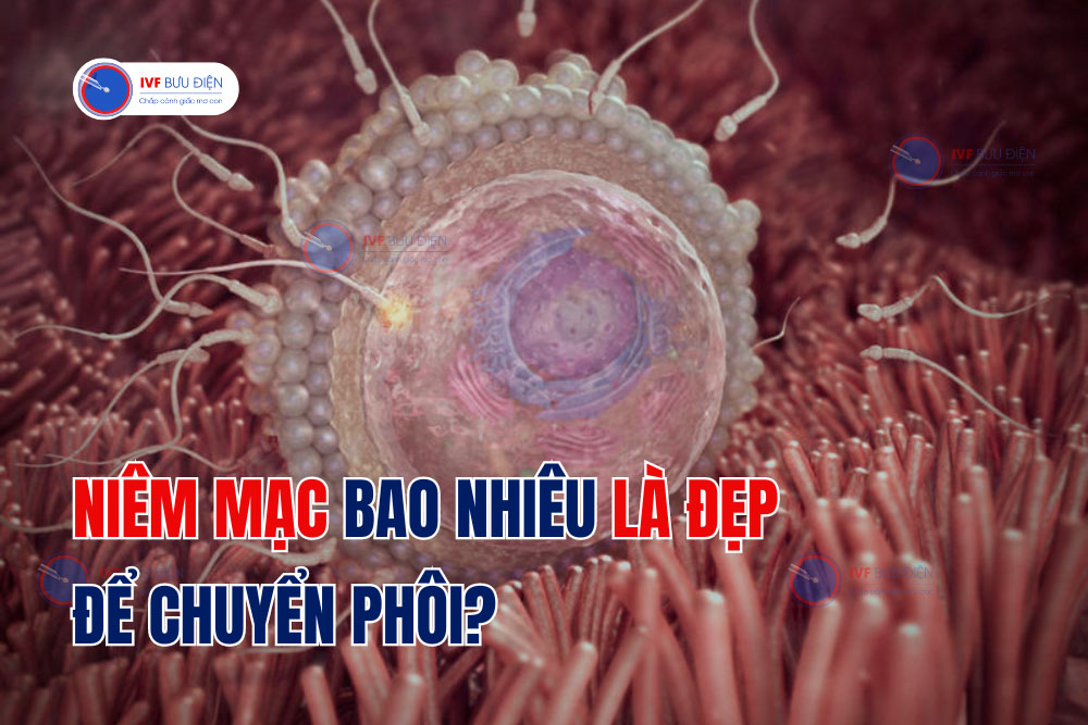 Niêm mạc bao nhiêu là đẹp để chuyển phôi?