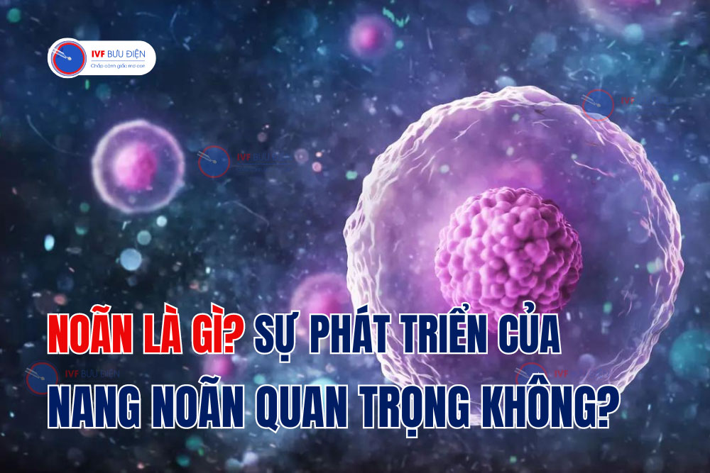 Noãn là gì? Sự phát triển của nang noãn quan trọng không